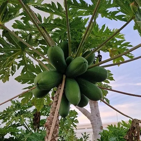 Romanson Seaview 아파트 키소네르가