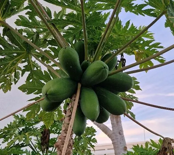 Romanson Seaview Lejlighed Kissonerga